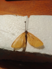 Setina irrorella