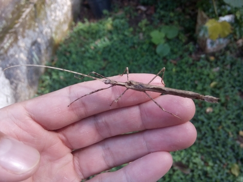 Xerosoma canaliculatum
