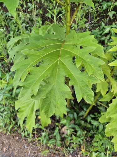 Foto de Fumacinha