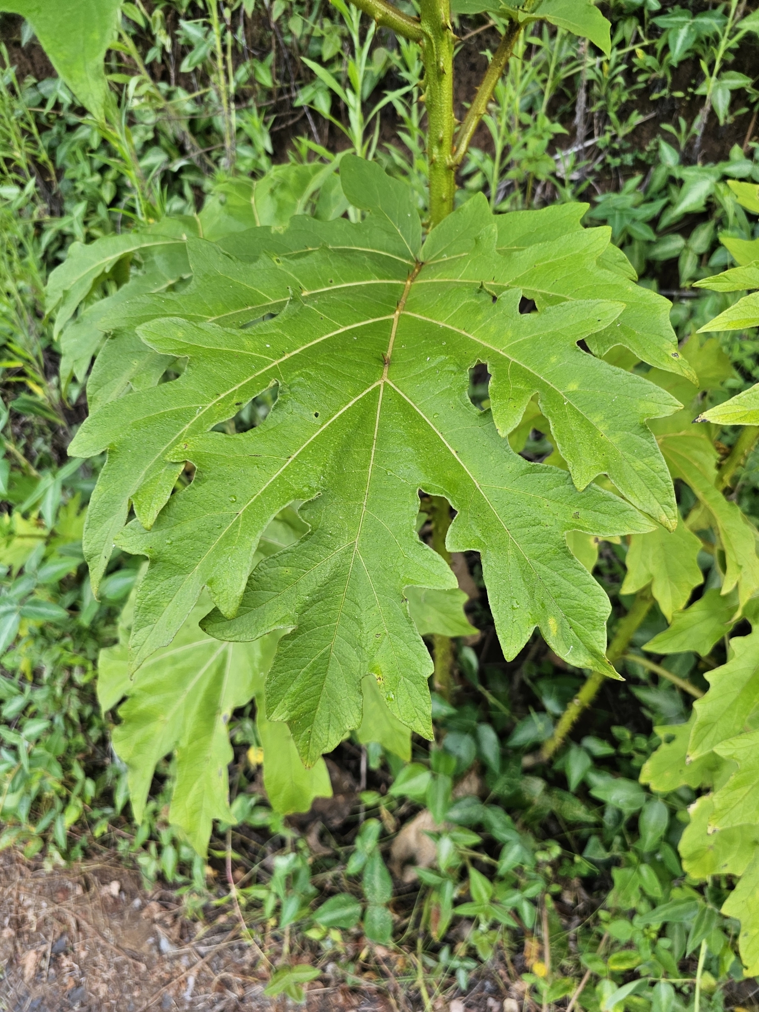 Imagem de Fumacinha