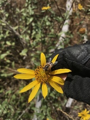 Copestylum apiciferum