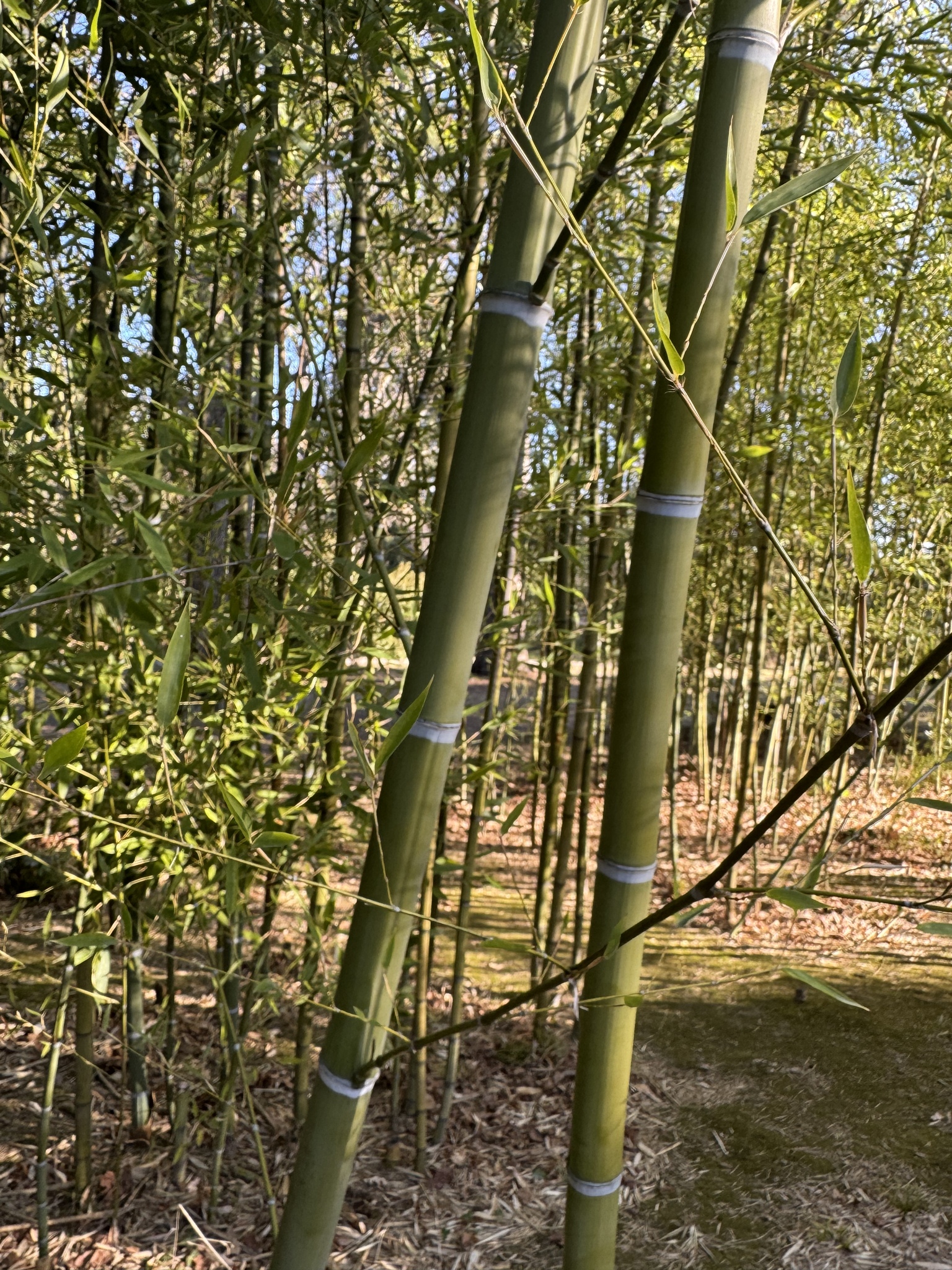 Imagem de Bambu-mossô