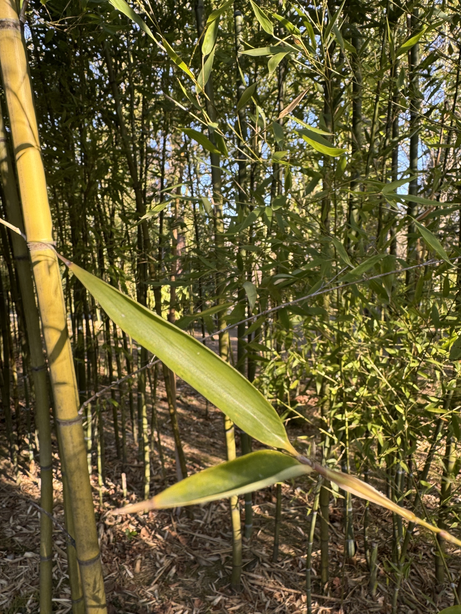 Imagem de Bambu-mossô