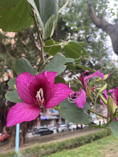 Foto de Pata de Vaca