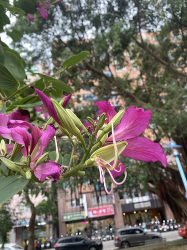 Foto de Pata de Vaca