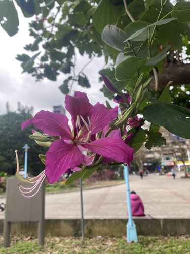 Foto de Pata de Vaca