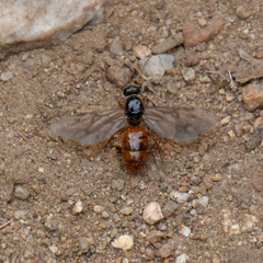 Formica subpolita