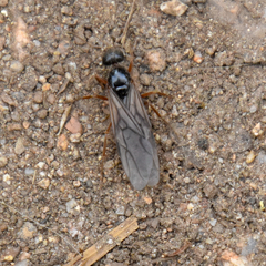 Formica subpolita