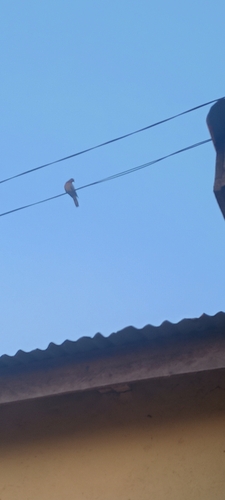 Laughing Dove