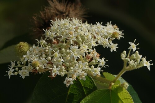 Foto de Sete-capotes