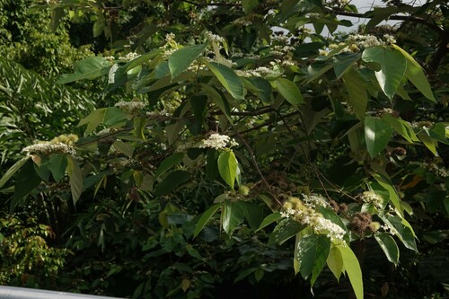 Foto de Sete-capotes