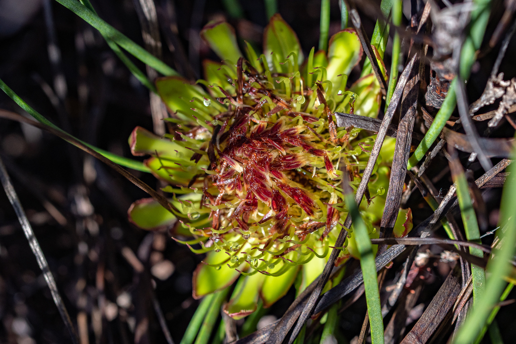 Kleinmond Sugarbush
