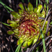 Protea angustata - Photo (c) magriet b, algunos derechos reservados (CC BY-SA), subido por magriet b