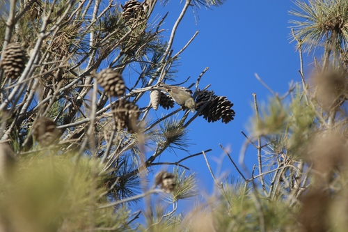 Red Crossbill