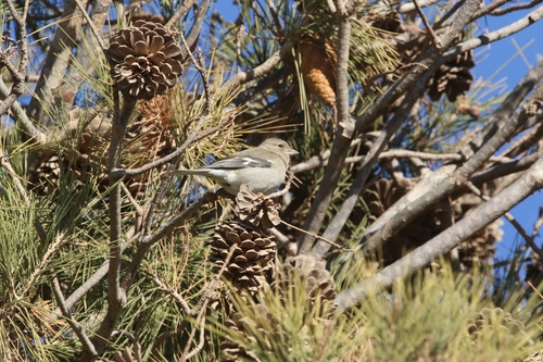 Fringilla spodiogenys africana