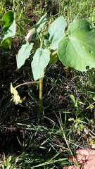 Proboscidea parviflora