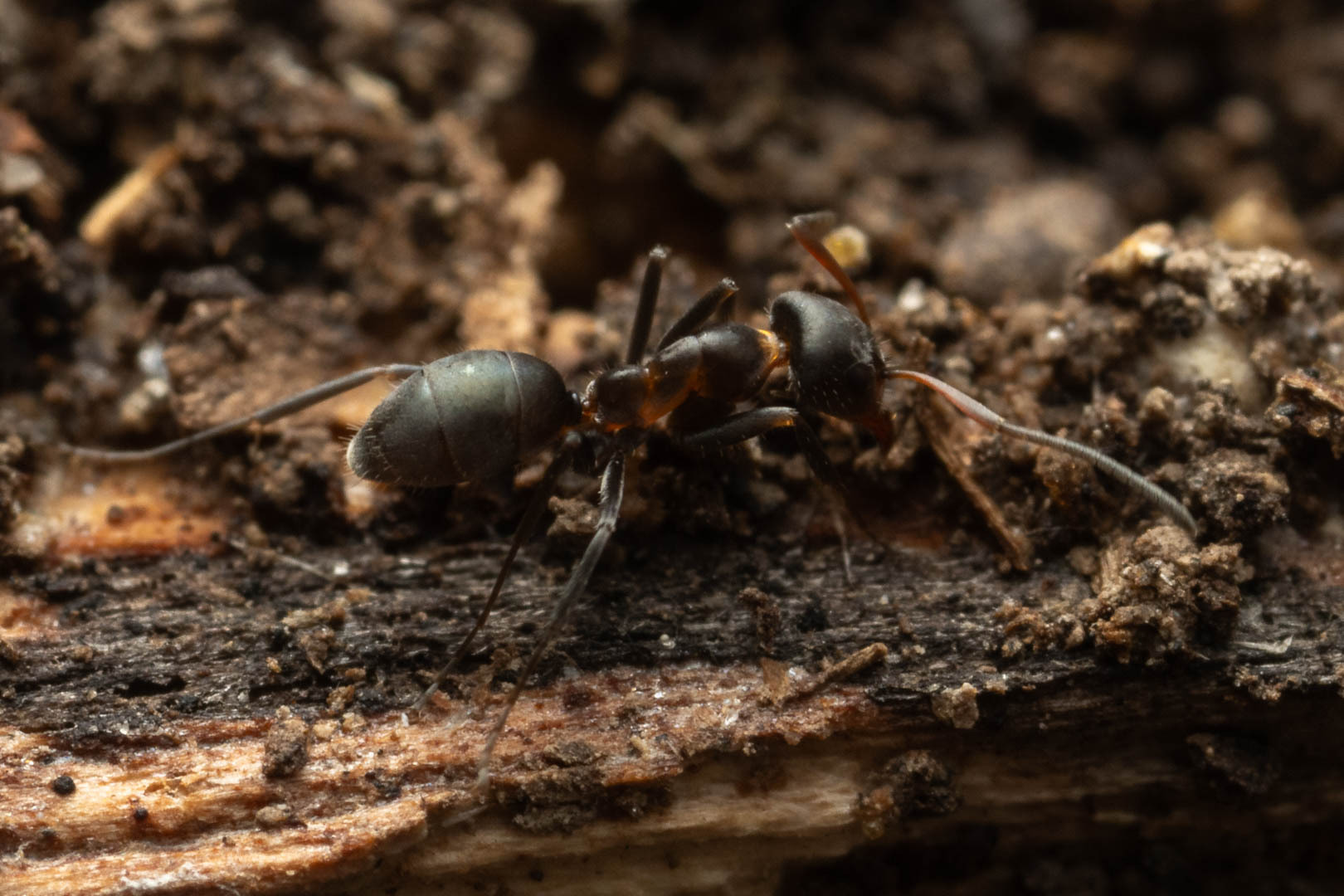 Iridomyrmex suchieroides