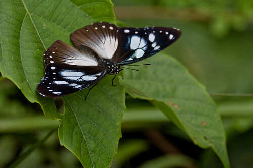 Variable Diadem