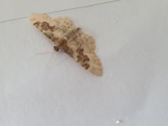 Idaea rusticata