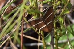 Argyrostrotis quadrifilaris