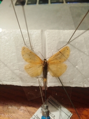 Setina irrorella
