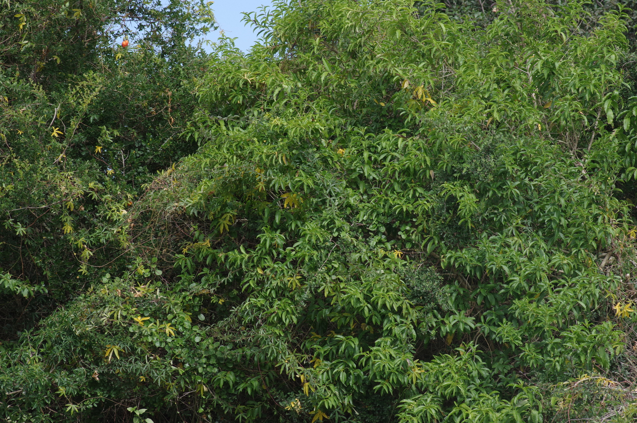 Imagem de Jasmim-do-pará