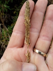 Poa unilateralis