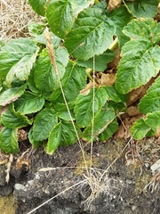 Poa unilateralis