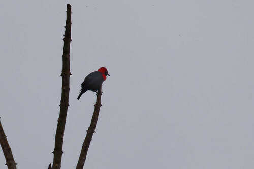 Black-throated Malimbe