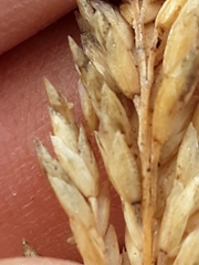 Poa unilateralis