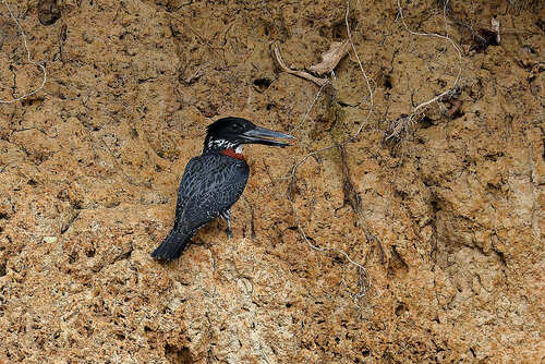 Giant Kingfisher