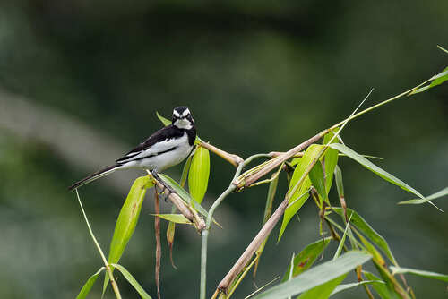 African Pied Wagtail