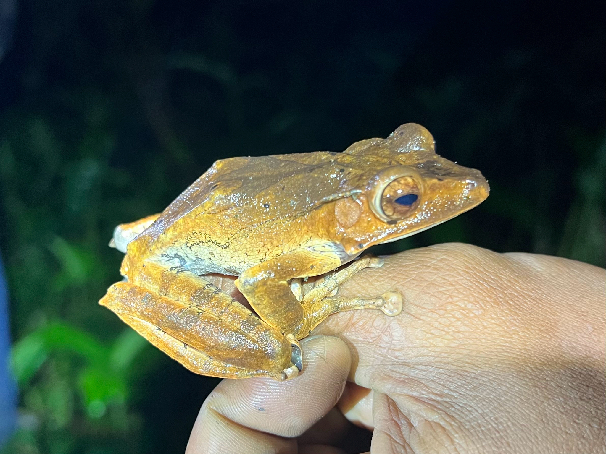 False File-Eared Tree Frog photo 6