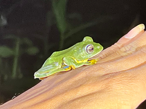 Reinwardt's Tree Frog, Rhacophorus reinwardtii