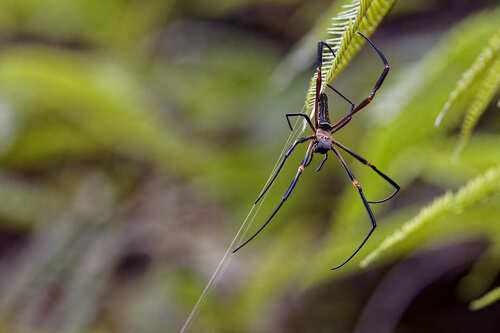 Nephila constricta