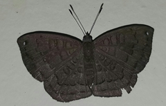 Voltinia umbra