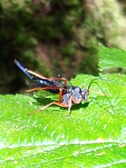 Pimpla sanguinipes erythropus