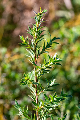 Cliffortia prionota