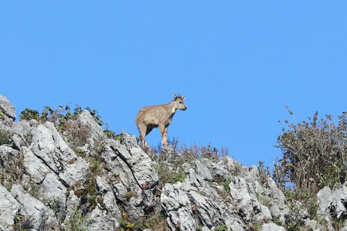 Burmese Goral (Naemorhedus evansi) — Data Deficient Mammalia