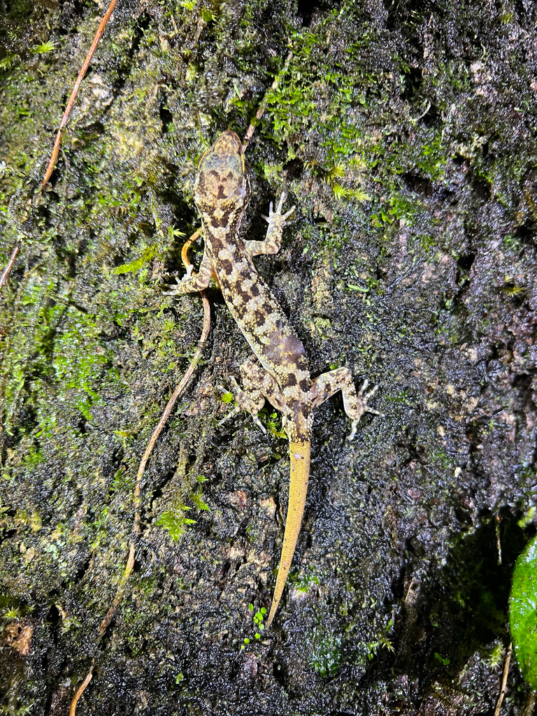 Marbled Bow-fingered Gecko