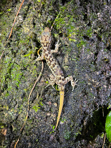 Marbled Bow-fingered Gecko, Cyrtodactylus marmoratus