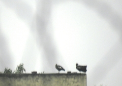 Bostrychia carunculata