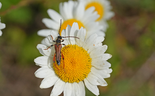 Stenopterus rufus photo 4