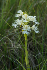 Platanthera praeclara