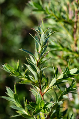Cliffortia prionota