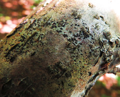 Arthonia radiata