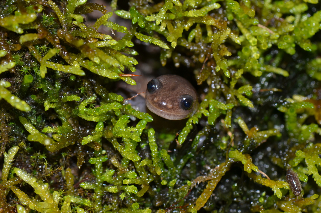 Asian Salamanders