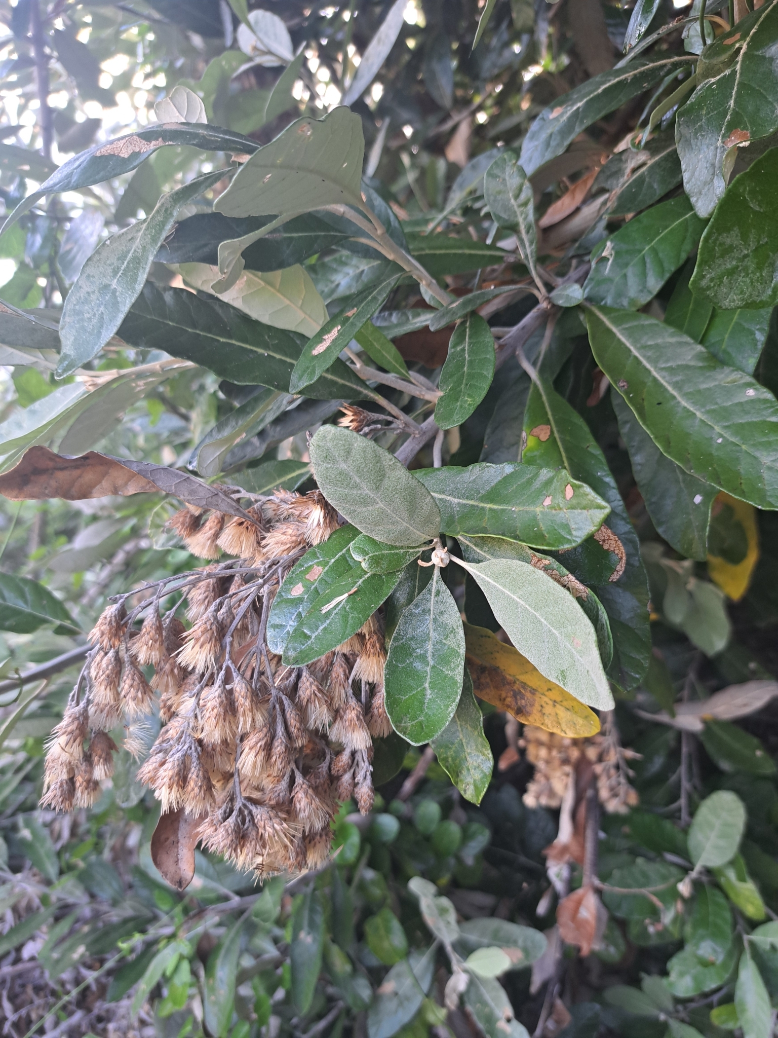 Imagem de Sombra-de-touro