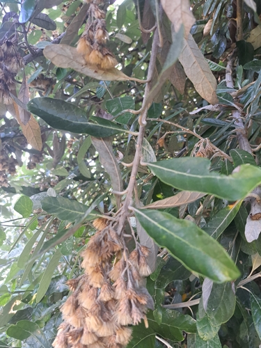 Foto de Sombra-de-touro