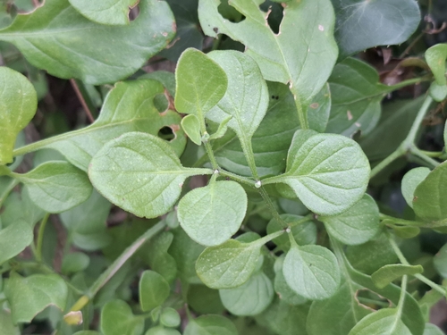 Foto de Batata-de-purga